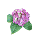 紫陽花（文字無し）hydrangea 3（個別スタンプ：14）