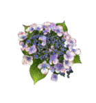 紫陽花（文字無し）hydrangea 3（個別スタンプ：15）