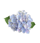 紫陽花（文字無し）hydrangea 3（個別スタンプ：16）