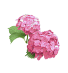 紫陽花（文字無し）hydrangea 3（個別スタンプ：17）