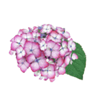 紫陽花（文字無し）hydrangea 3（個別スタンプ：18）