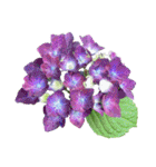 紫陽花（文字無し）hydrangea 3（個別スタンプ：19）