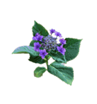 紫陽花（文字無し）hydrangea 3（個別スタンプ：22）