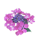 紫陽花（文字無し）hydrangea 3（個別スタンプ：23）