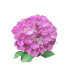 紫陽花（文字無し）hydrangea 3（個別スタンプ：24）