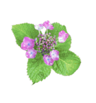 紫陽花（文字無し）hydrangea 3（個別スタンプ：25）