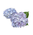 紫陽花（文字無し）hydrangea 3（個別スタンプ：26）