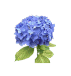 紫陽花（文字無し）hydrangea 3（個別スタンプ：27）