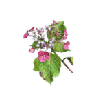 紫陽花（文字無し）hydrangea 3（個別スタンプ：28）