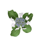 紫陽花（文字無し）hydrangea 3（個別スタンプ：29）