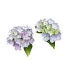 紫陽花（文字無し）hydrangea 3（個別スタンプ：30）