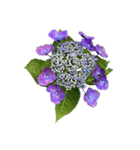 紫陽花（文字無し）hydrangea 3（個別スタンプ：31）