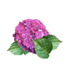 紫陽花（文字無し）hydrangea 3（個別スタンプ：33）