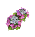 紫陽花（文字無し）hydrangea 3（個別スタンプ：34）