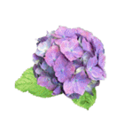 紫陽花（文字無し）hydrangea 3（個別スタンプ：35）