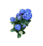 紫陽花（文字無し）hydrangea 3（個別スタンプ：36）