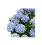 紫陽花（文字無し）hydrangea 3（個別スタンプ：37）