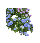 紫陽花（文字無し）hydrangea 3（個別スタンプ：39）