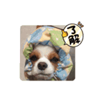 キャバリア クル②（個別スタンプ：4）