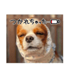 キャバリア クル②（個別スタンプ：11）