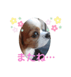 キャバリア クル②（個別スタンプ：12）