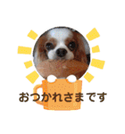 キャバリア クル②（個別スタンプ：13）