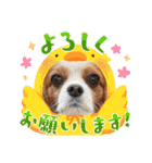 キャバリア クル②（個別スタンプ：25）