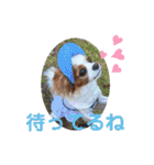 キャバリア クル②（個別スタンプ：26）