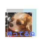 キャバリア クル②（個別スタンプ：27）
