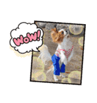 キャバリア クル②（個別スタンプ：30）