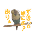 個性を出したい方へおくるインコスタンプ3（個別スタンプ：13）