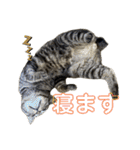 おもしろ4にゃん（個別スタンプ：2）