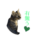 おもしろ4にゃん（個別スタンプ：3）