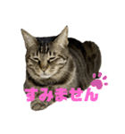おもしろ4にゃん（個別スタンプ：4）