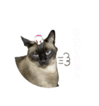 おもしろ4にゃん（個別スタンプ：6）
