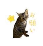 おもしろ4にゃん（個別スタンプ：7）