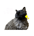 おもしろ4にゃん（個別スタンプ：8）
