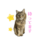おもしろ4にゃん（個別スタンプ：10）
