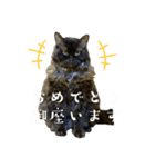 おもしろ4にゃん（個別スタンプ：12）