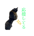 おもしろ4にゃん（個別スタンプ：14）