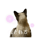 おもしろ4にゃん（個別スタンプ：17）