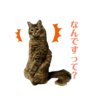 おもしろ4にゃん（個別スタンプ：22）