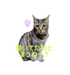 おもしろ4にゃん（個別スタンプ：24）