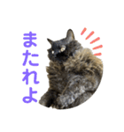 おもしろ4にゃん（個別スタンプ：31）