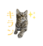 おもしろ4にゃん（個別スタンプ：36）