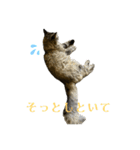 おもしろ4にゃん（個別スタンプ：39）
