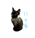 おもしろ4にゃん（個別スタンプ：40）