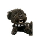 トイプードル黒豆2（個別スタンプ：3）