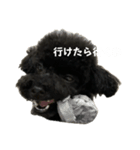 トイプードル黒豆2（個別スタンプ：8）