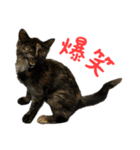 サビ猫すずの日常（個別スタンプ：1）